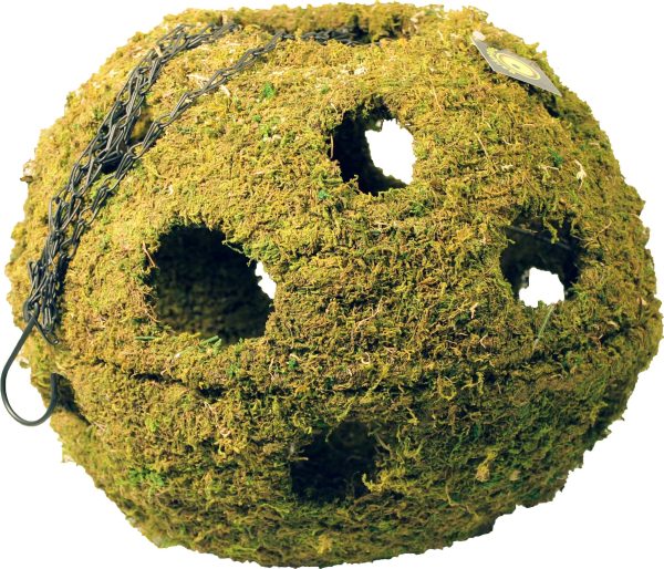 Galapagos - Mossy Cave With Holes Online now