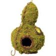 Galapagos - Mossy Hide Gourd W chain Sale